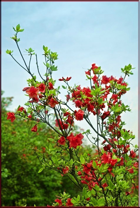 村花——映山紅