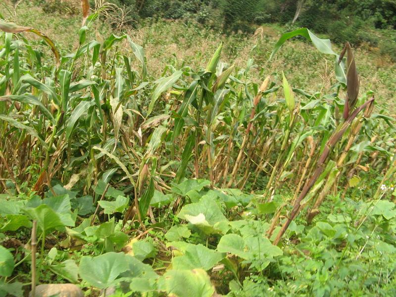 八丘田村種植業