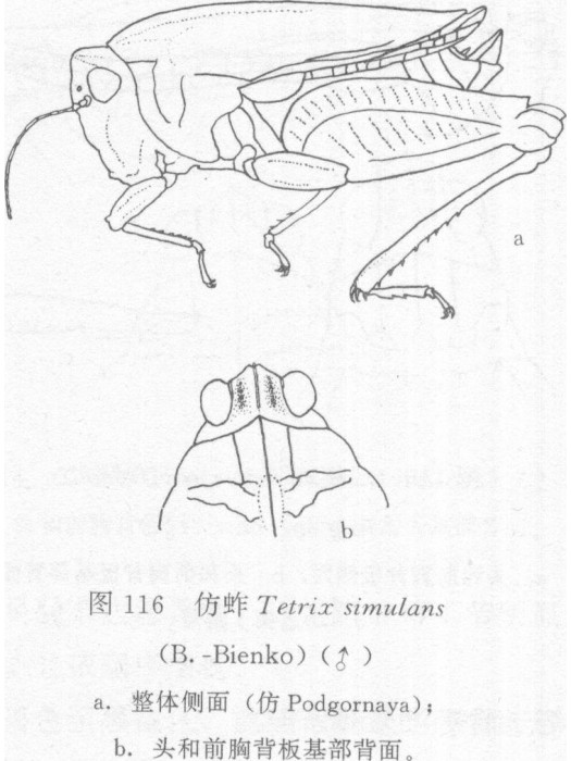 仿蚱