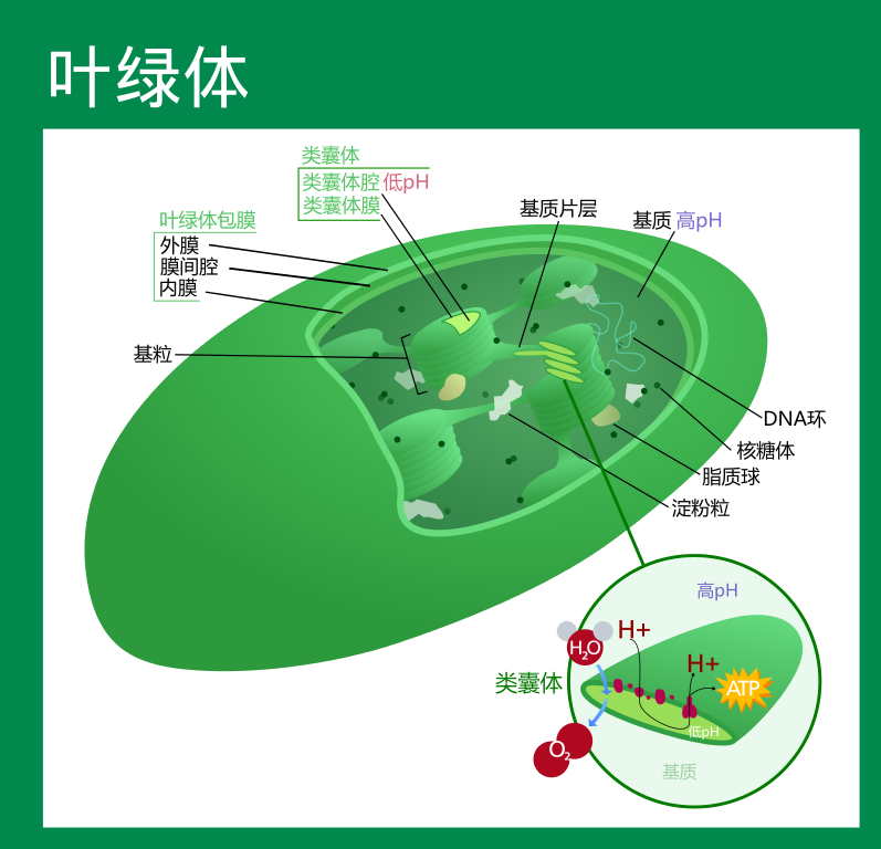 葉綠體結構圖