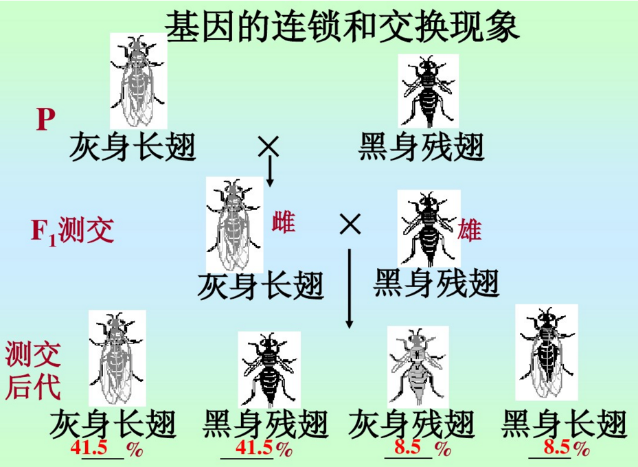 “孟德爾—孫”遺傳基因優先組合定律