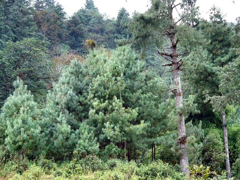 茶家後山村生態林