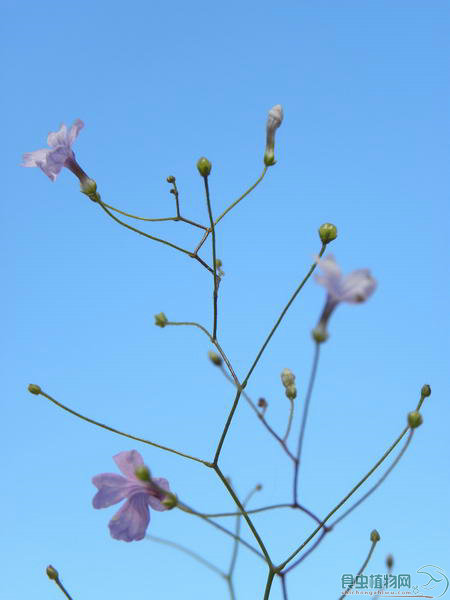 菲爾科西亞屬