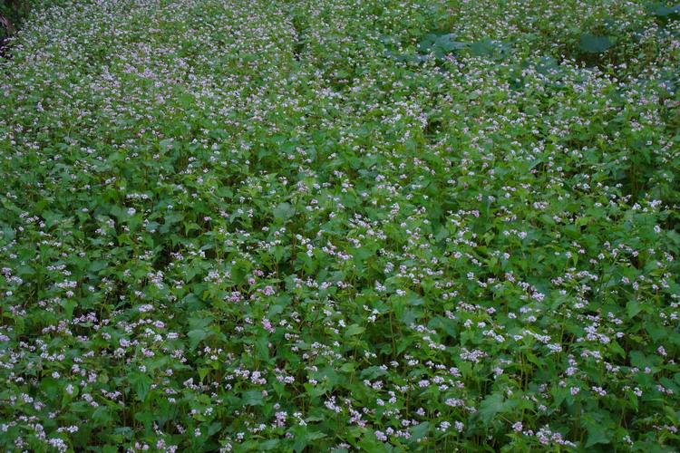 普拉村甜蕎種植業