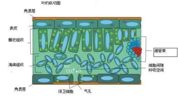 葉的縱切面