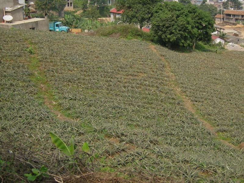 鳳梨產業化種植