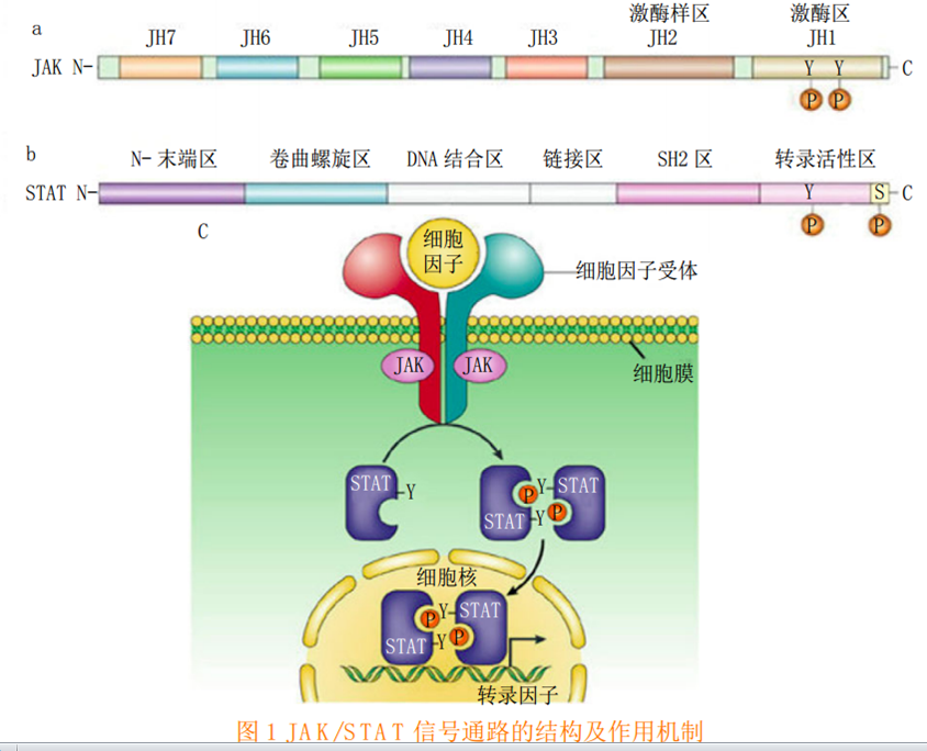 JAK抑制劑