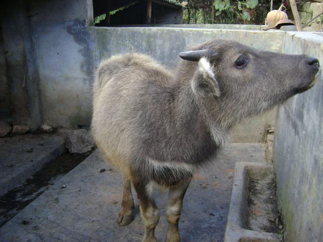 養殖