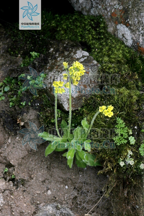 毛果喜山葶藶