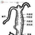 水螅蟲綱