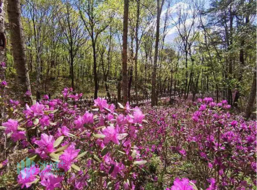 黑龍江鏵子山省級森林公園