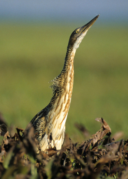 大嘴麻鳽