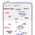 景天酸代謝途徑