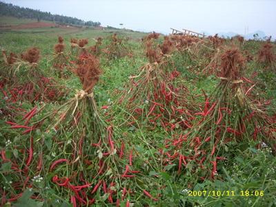 辣椒種植