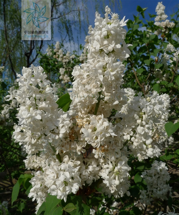 白花歐丁香