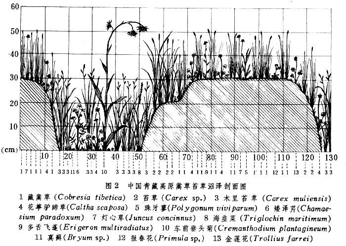 沼澤生態