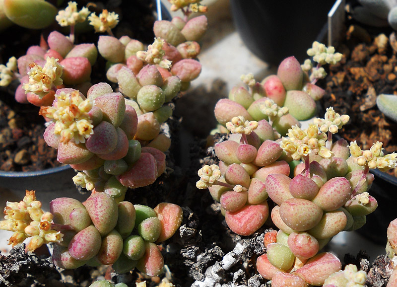 Crassula elegans（紅數珠）