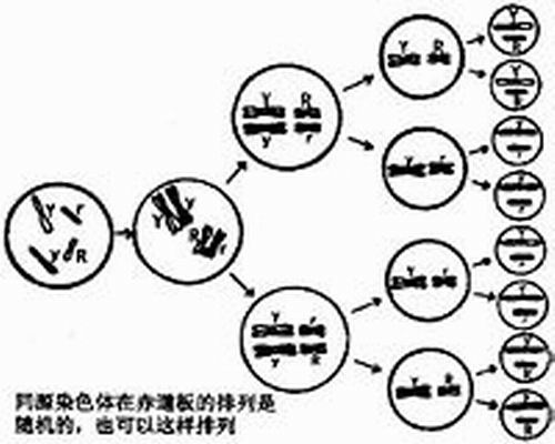 非同源染色體