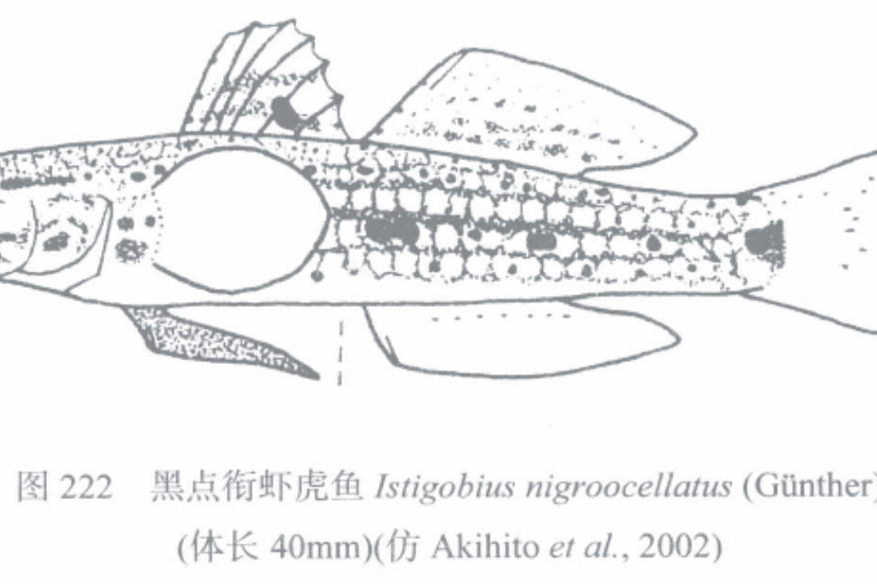 黑點銜蝦虎魚