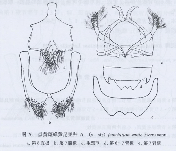 點黃斑蜂黃足亞種