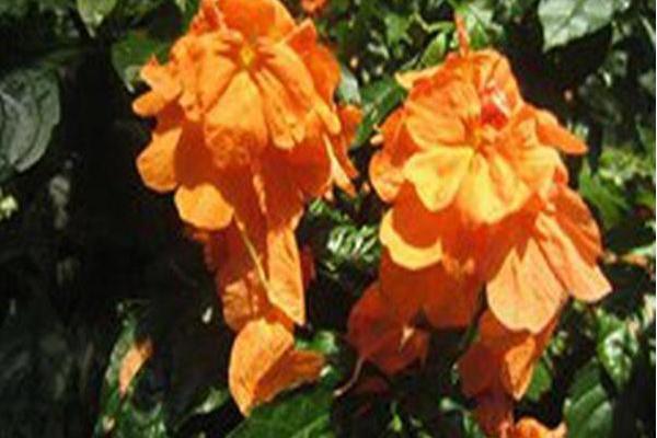 Crossandra infundibuliformis