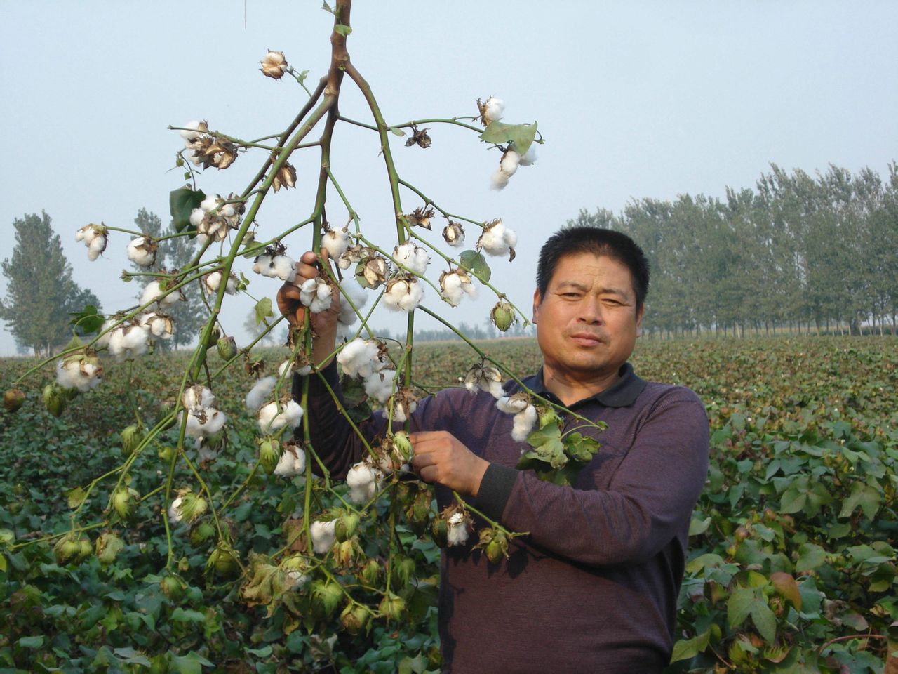 “不修棉”在廣平