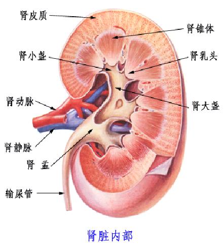 腎臟內部