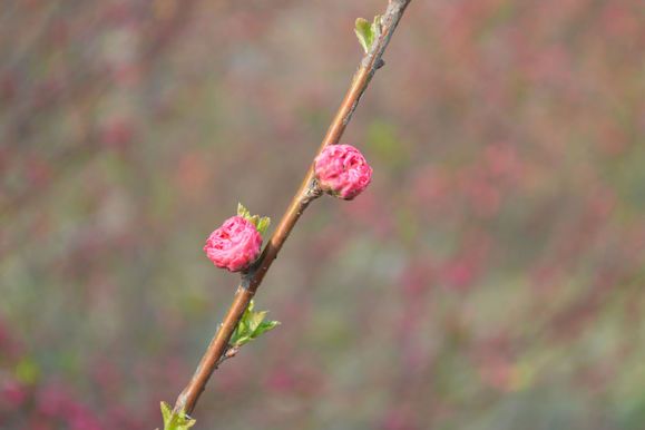 一枝初夏花