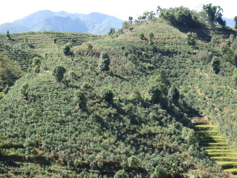 文速自然村