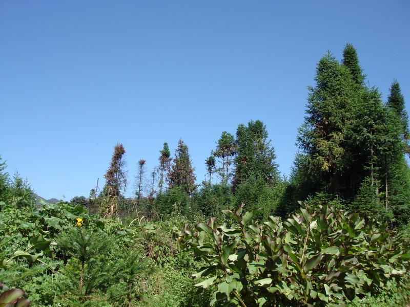 李家巷自然村水果種植業