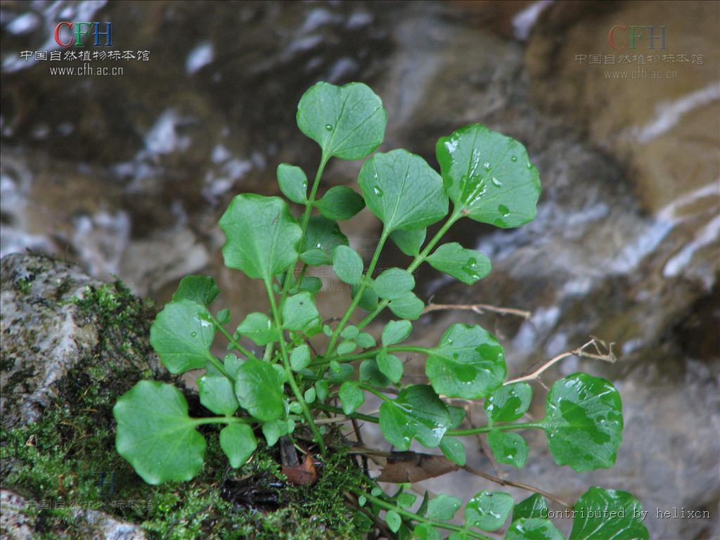 山芥碎米薺（原變種）