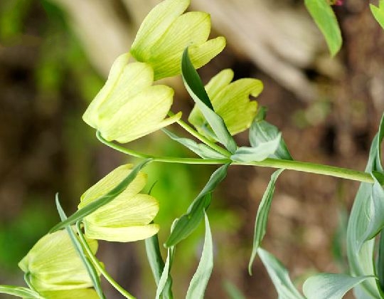 伊貝母(百合科貝母屬植物)