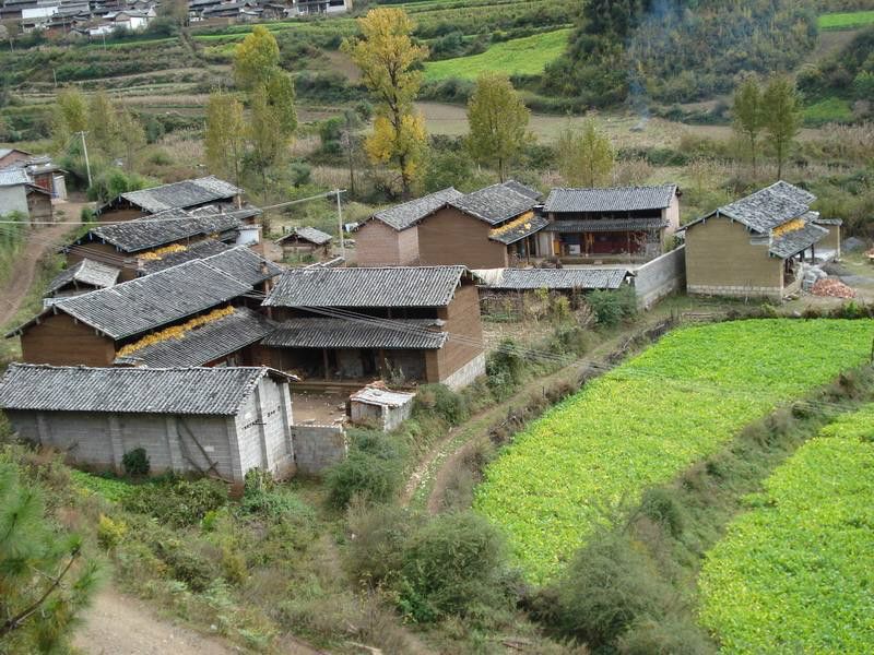 老虎箐村(雲南省楚雄楚雄市西舍路鄉朵苴村委會下轄村)