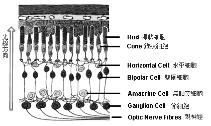 三帶型突觸