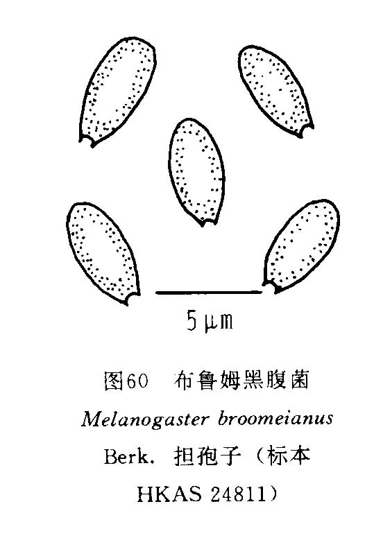 布魯姆黑腹菌