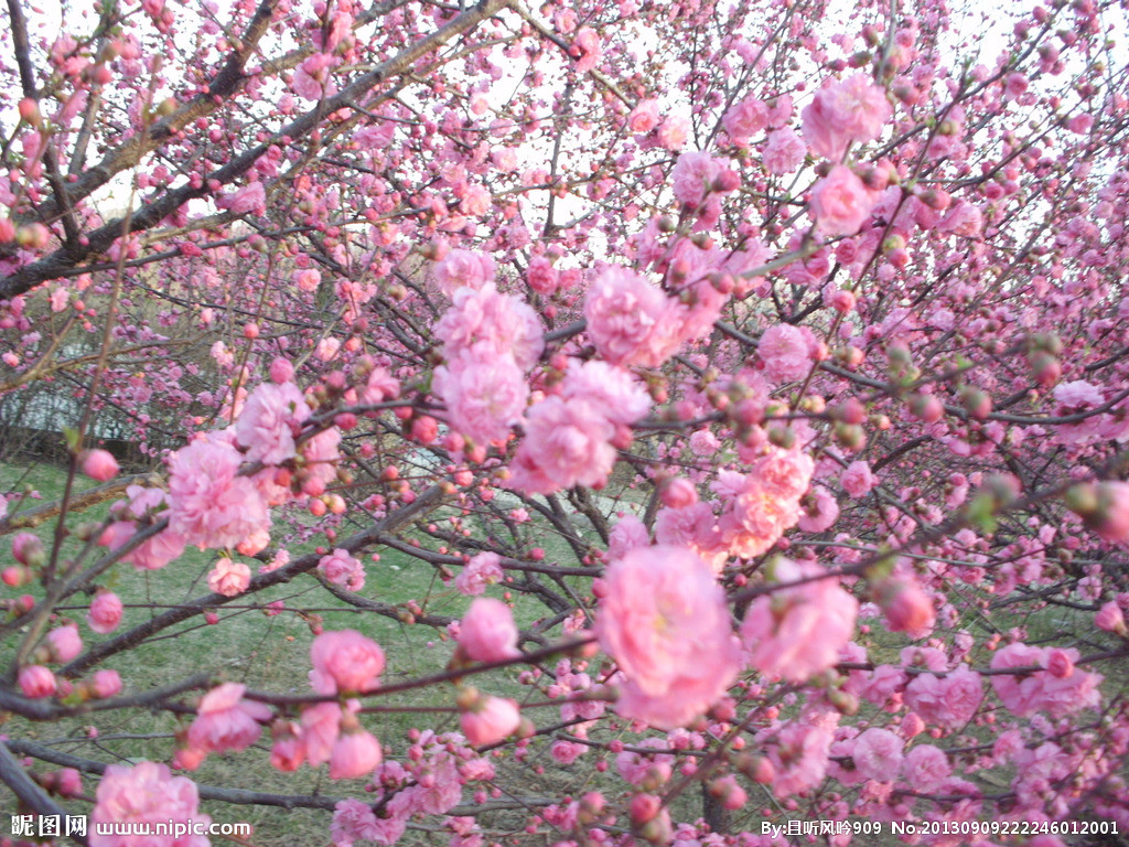 桃花公園(六枝桃花公園)