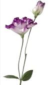 Lisianthus