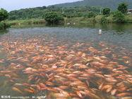 羅非魚的養殖技術