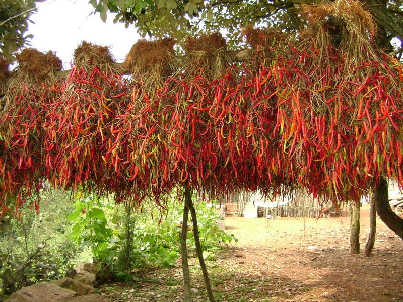 農村種植業