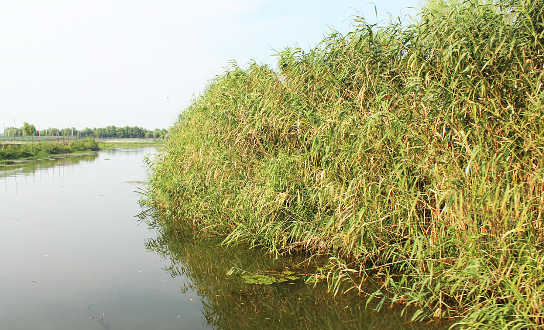 陡湖濕地