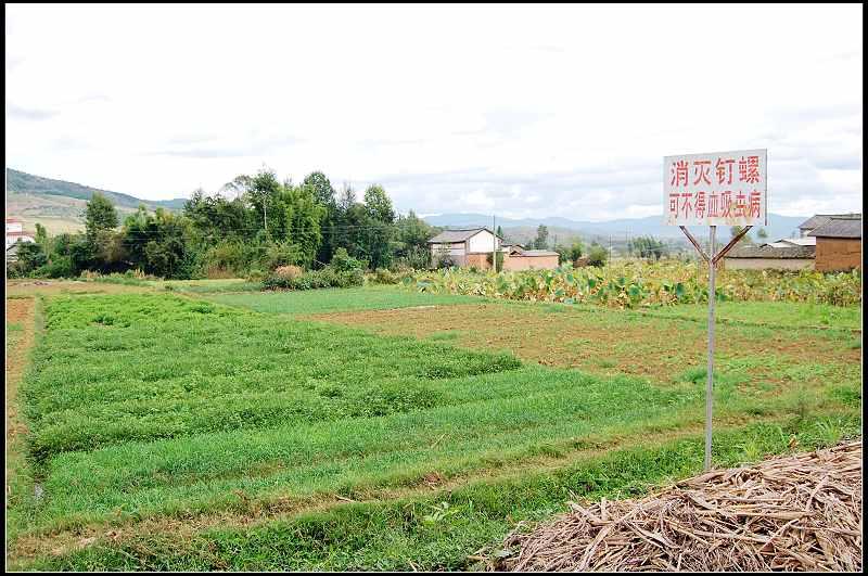 下雙橋村的耕地