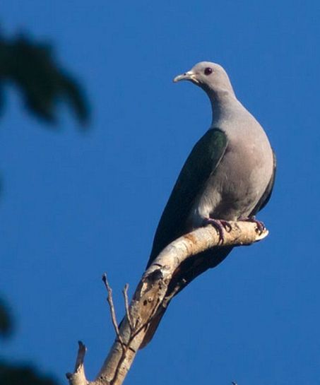 綠皇鳩安達曼亞種