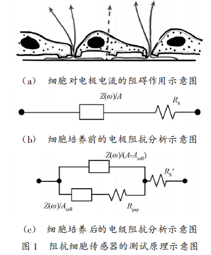 電子細胞基質阻抗判斷