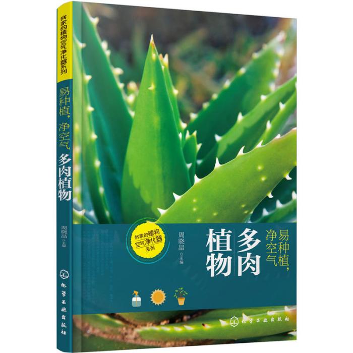 易種植，淨空氣——多肉植物