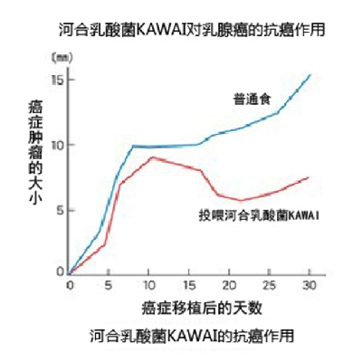 河合乳酸菌KAWAI