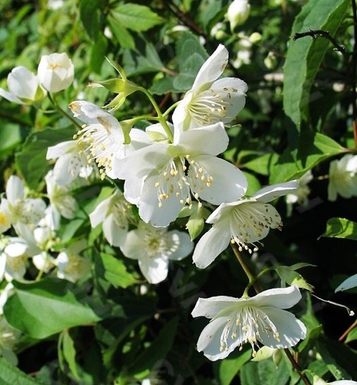 甘肅山梅花