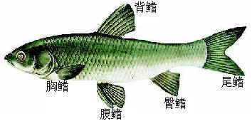 魚鰭 形態特徵 分類 胸鰭 腹鰭 背鰭 臀鰭 尾鰭 脂鰭 煎魚鰭的做法 配料及做法 中文百科全書