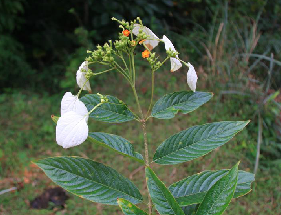 大樹甘草