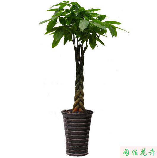 大型盆栽植物—發財樹