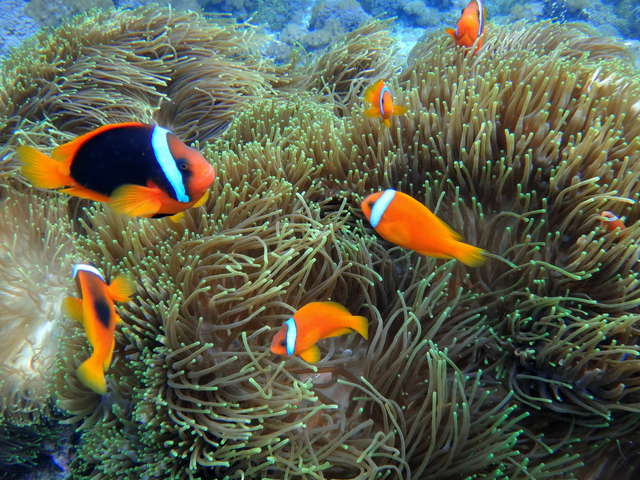 白條海葵魚